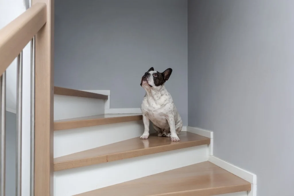 treppenlift für hunde selber bauen