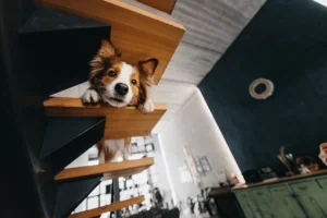 treppenlift hund