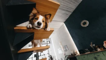 treppenlift hund